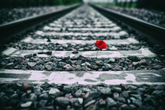 GIUSEPPE GALLI, Poppy.