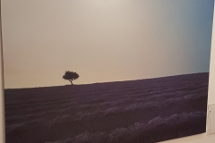 Mussari